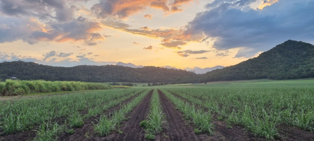 The Australian Chocolate Farm