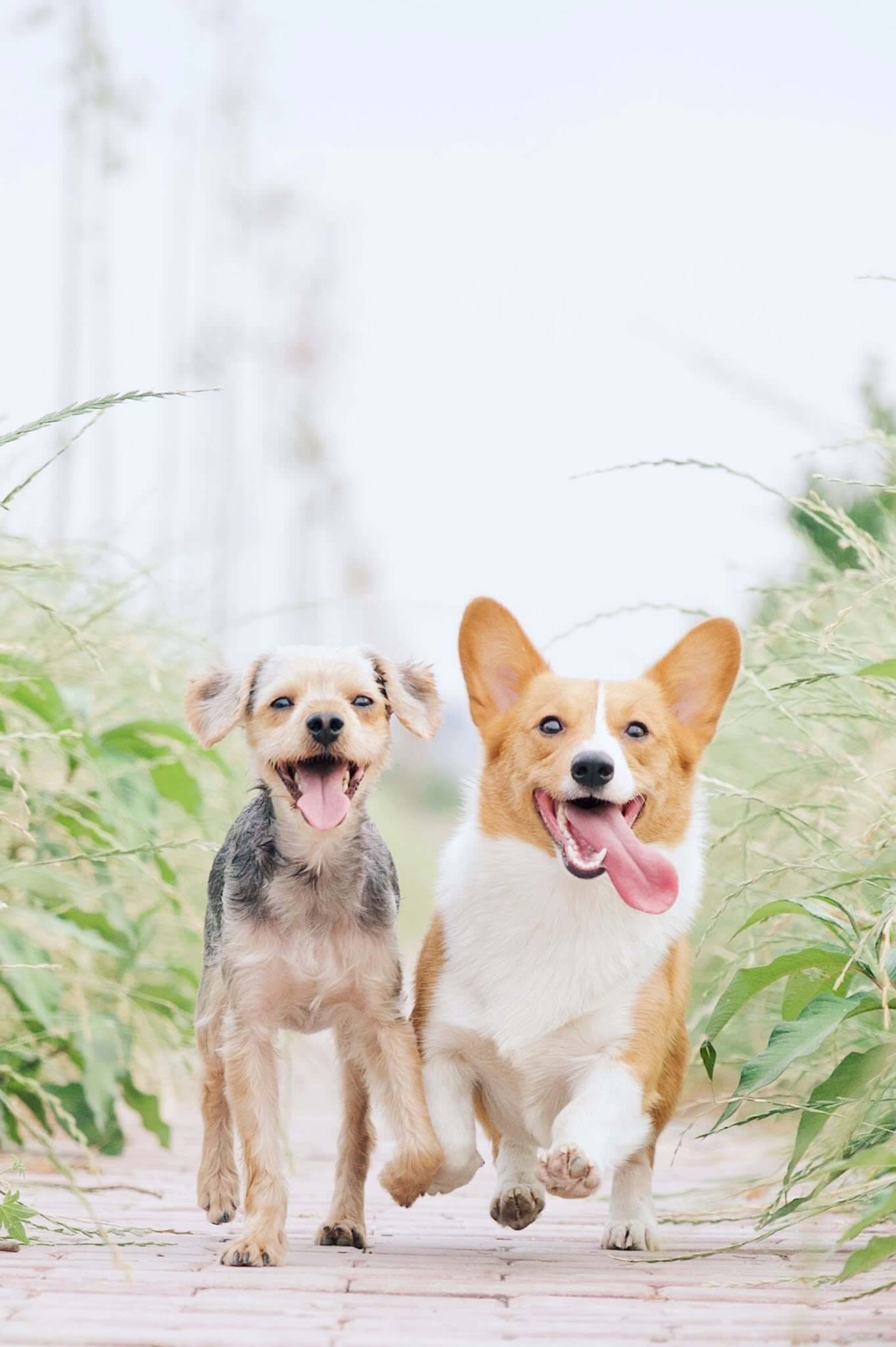 Pet-Friendly Accommodation in FNQ: What You  Need to Know